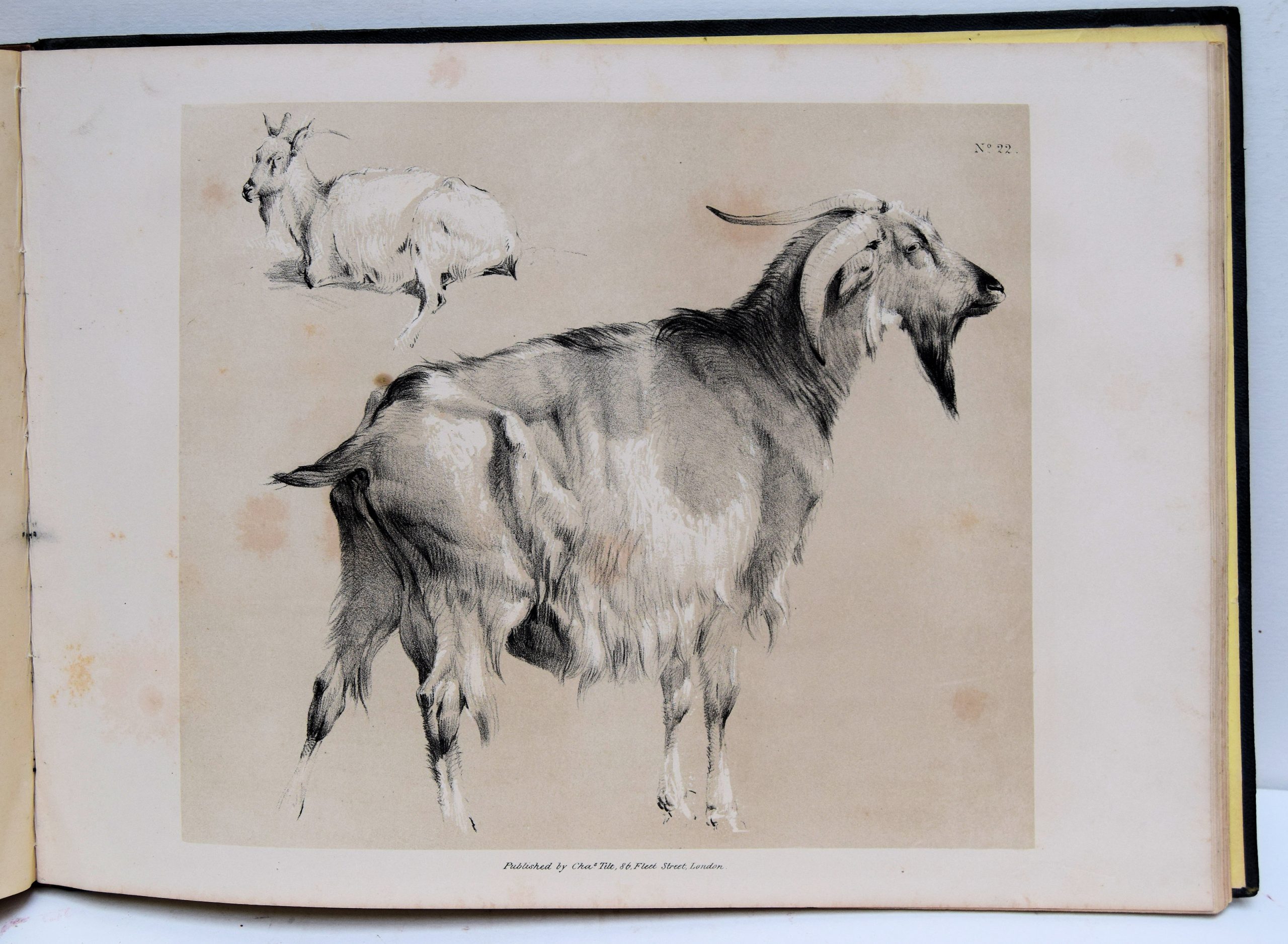 SKETCHES FROM NATURE OF ANIMALS AND RUSTIC GROUPS,. - Image 5